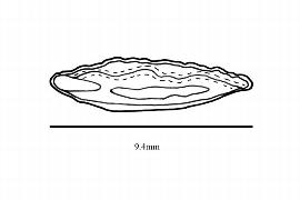   Embryo:   Combretum micranthum ; Illustration by K. Parker, Kirkbride et al. (2006)
